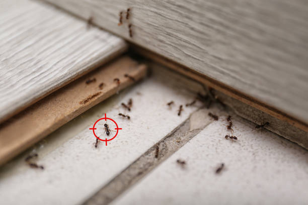 Best Affordable Pest Control Services  in St Rose, LA