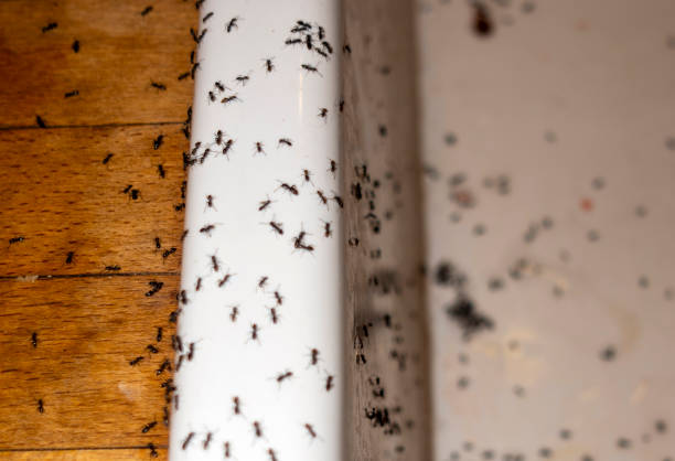 Trusted St Rose, LA Pest Control Experts