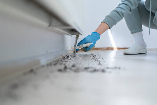 Insect Control in St Rose, LA